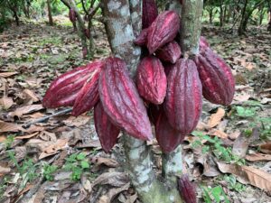Kakaoschoten reif am Baum in Venezuela