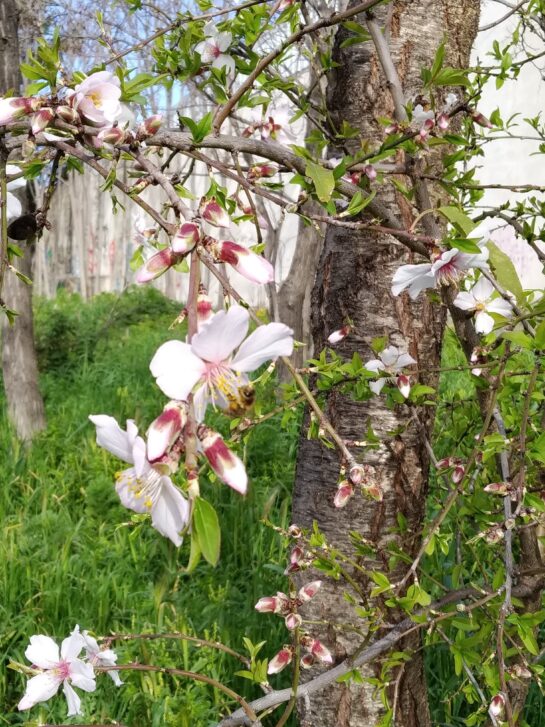 Blüte vom Mandelbaum
