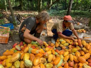 Kakaoschoten werden sortiert von David und einem venzolanischen Mann