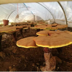 Vitalpilz Anbau - Hintergründe und Einblick in die Zucht